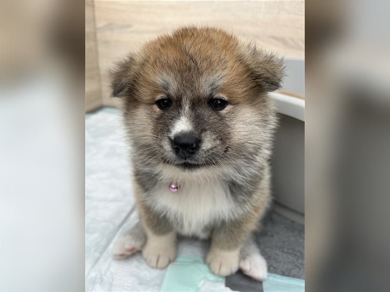 Akita Inu Welpen Minden auszugsbereit