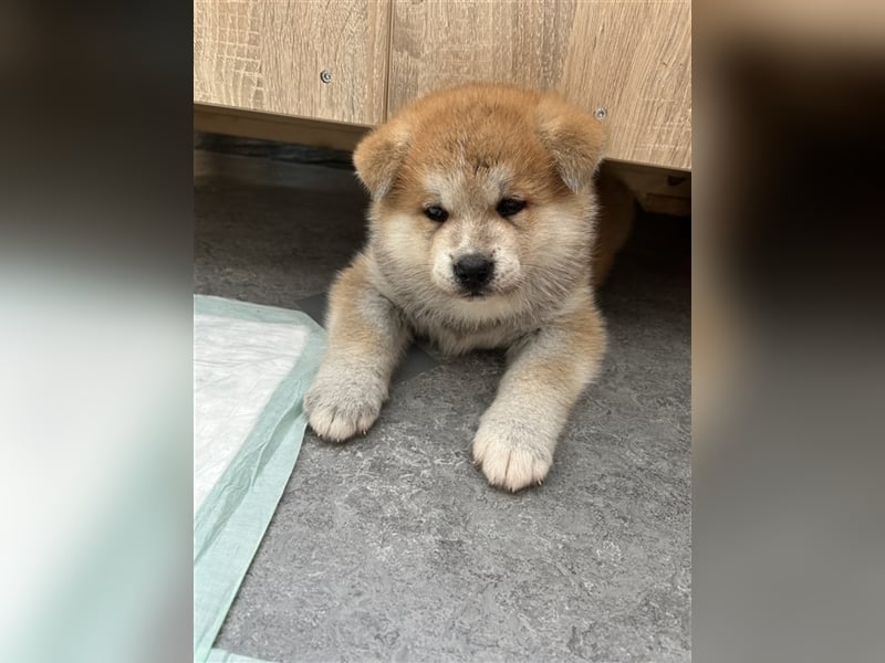 Akita Inu Welpen Minden auszugsbereit