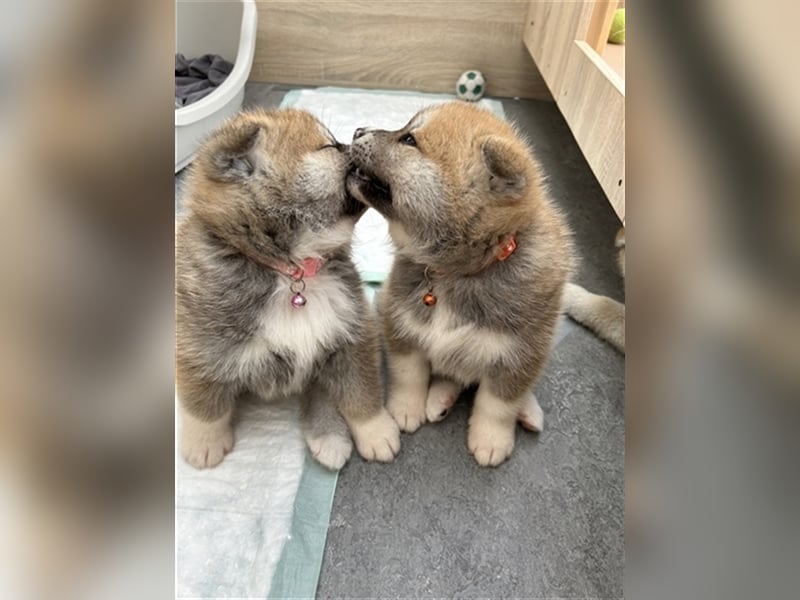 Akita Inu Welpen Minden auszugsbereit