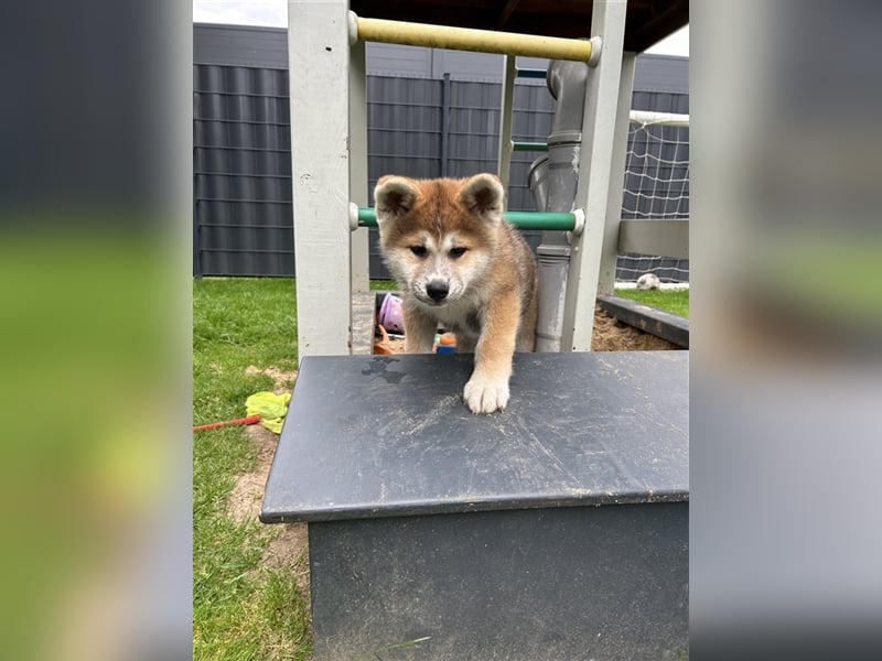 Akita Inu Welpen Minden auszugsbereit