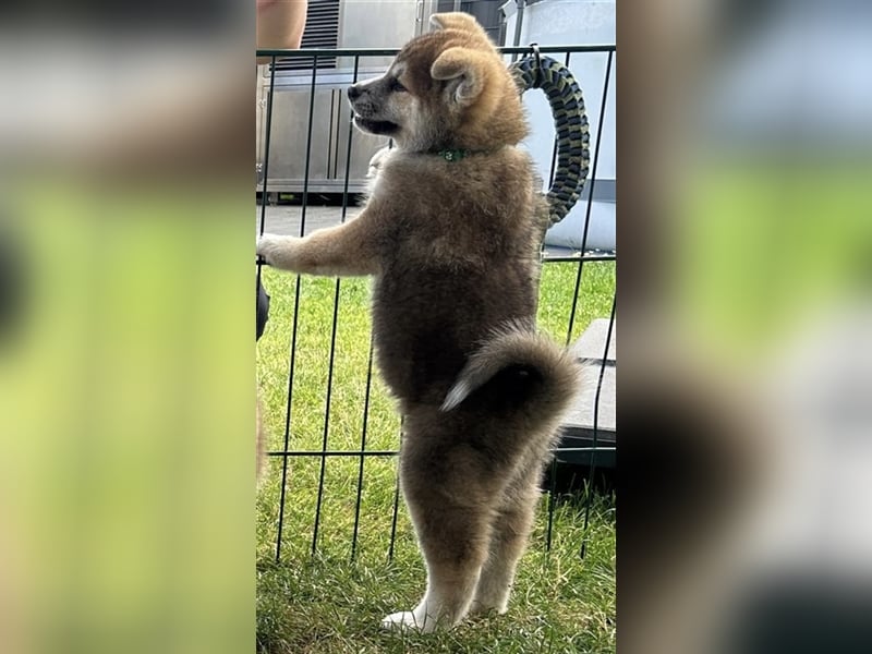 Akita Inu Welpen Minden auszugsbereit