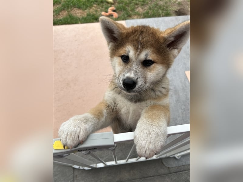 Akita Inu Welpen Minden auszugsbereit