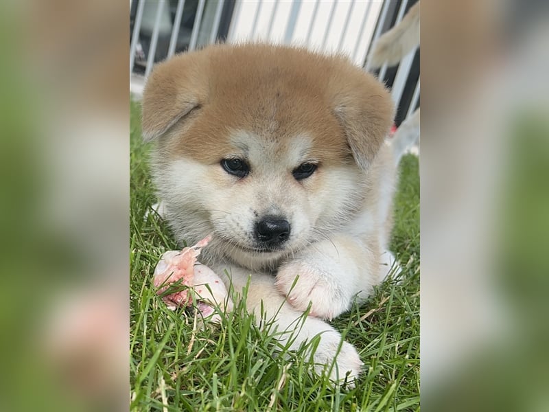 Akita Inu Welpen Minden auszugsbereit