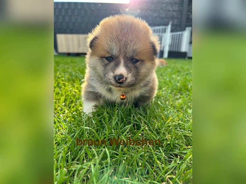 Akita Inu Welpen Minden auszugsbereit