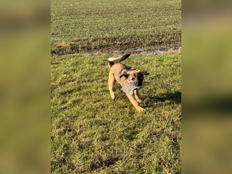 Akita dobbermann Labrador mix