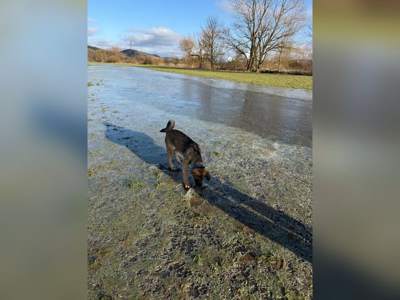 Akita dobbermann Labrador mix