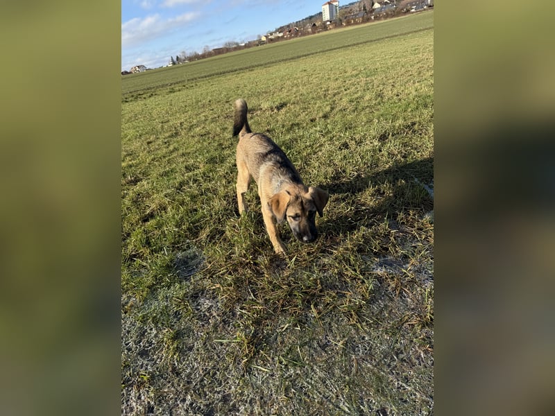 Akita dobbermann Labrador mix