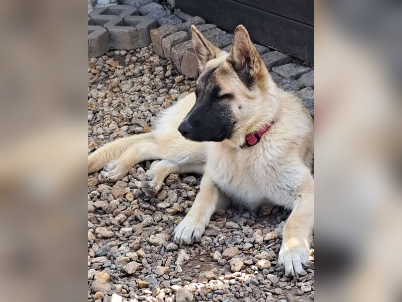 Akita/Harzer Fuchs