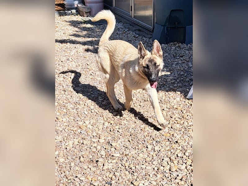 Akita/Harzer Fuchs