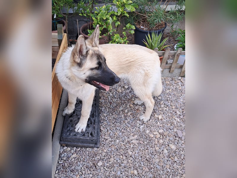 Akita/Harzer Fuchs