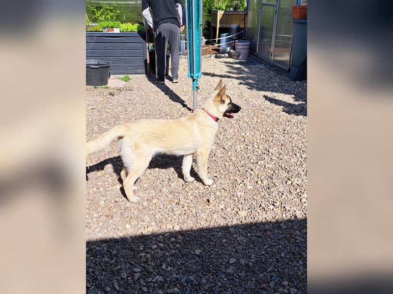 Akita/Harzer Fuchs