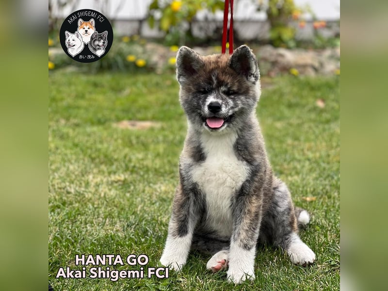 Ein wunderschoene Akita Inu Maedchen mit FCI Ahnentafel