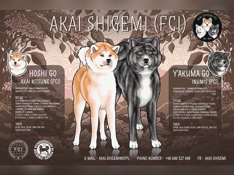 Ein wunderschoene Akita Inu Maedchen mit FCI Ahnentafel