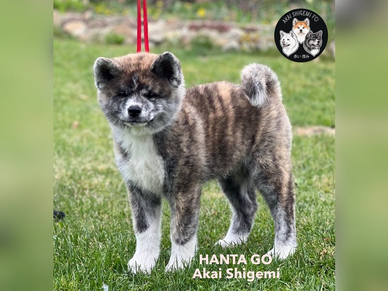 Ein wunderschoene Akita Inu Maedchen mit FCI Ahnentafel