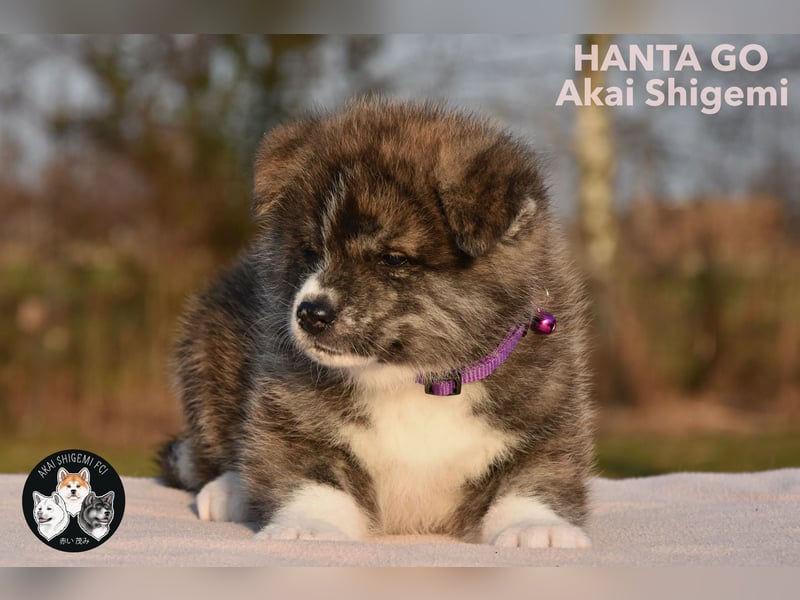 Ein wunderschoene Akita Inu Maedchen mit FCI Ahnentafel