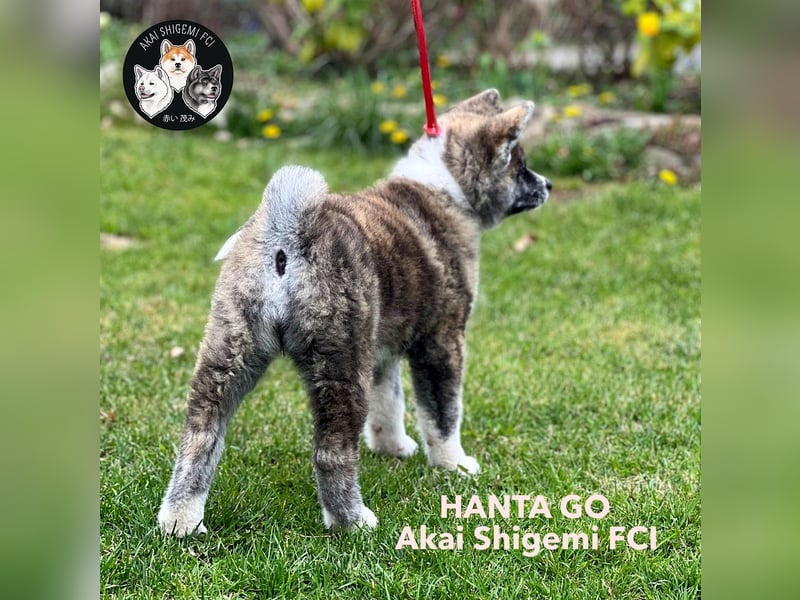 Ein wunderschoene Akita Inu Maedchen mit FCI Ahnentafel