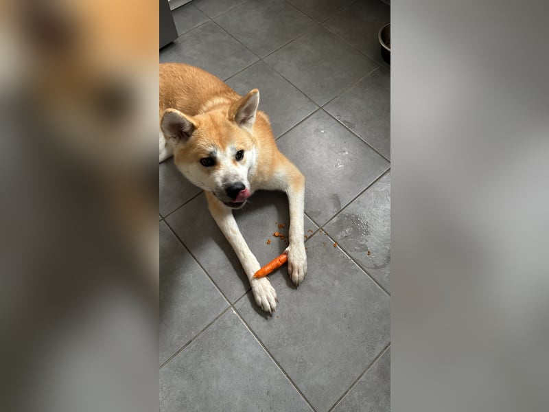 Akita Inu Hündin