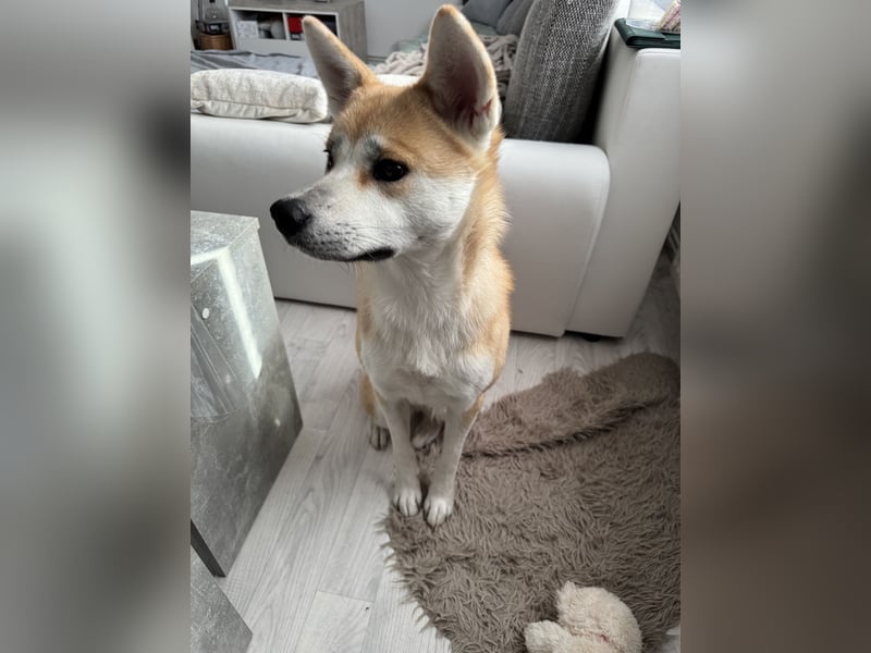 Akita Inu Hündin