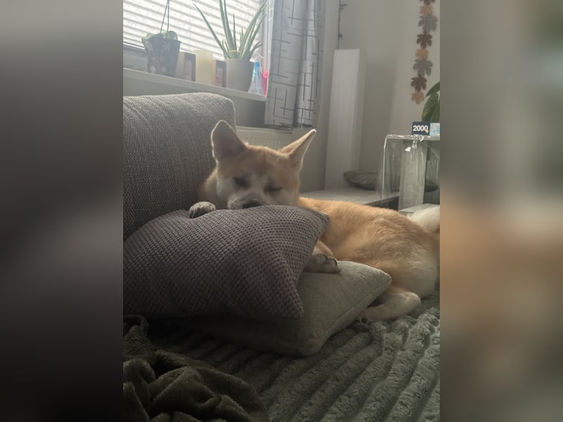 Akita Inu Hündin