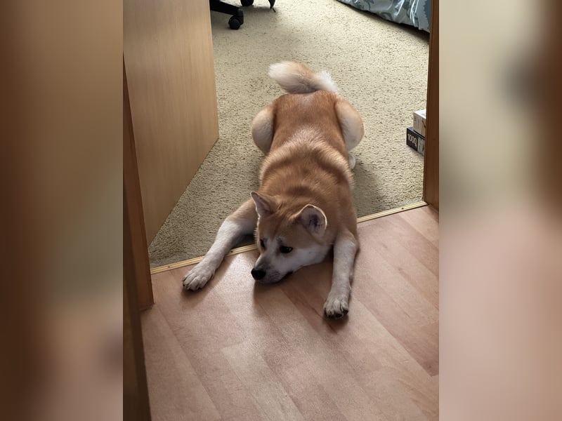 Akita Inu Hündin