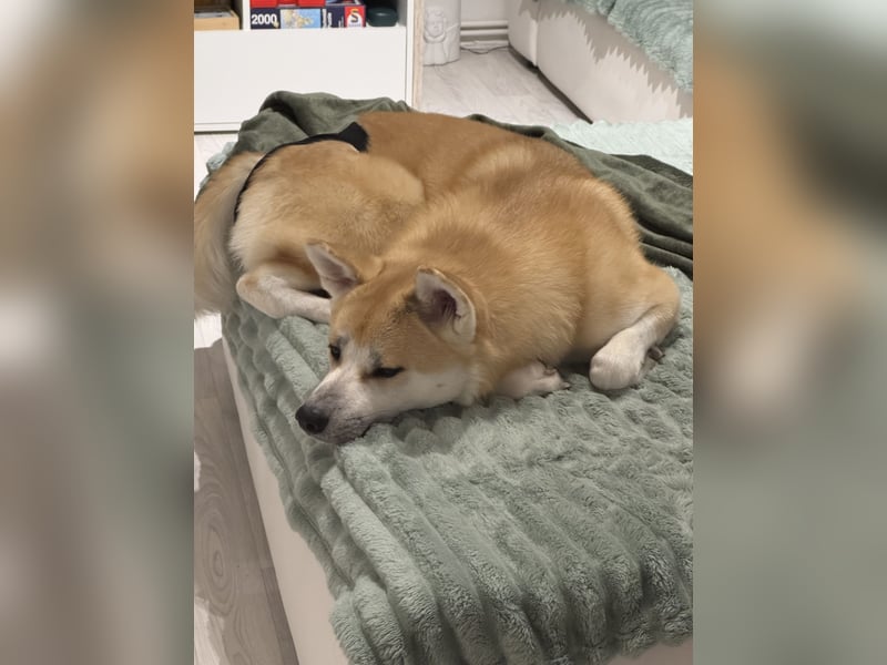 Akita Inu Hündin