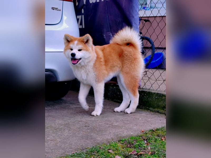 Akita Inu