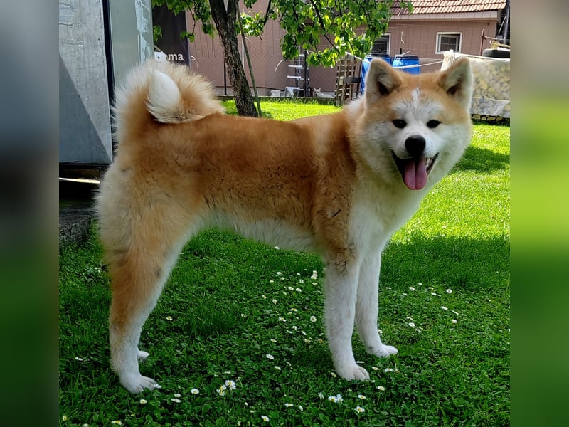 Akita Inu