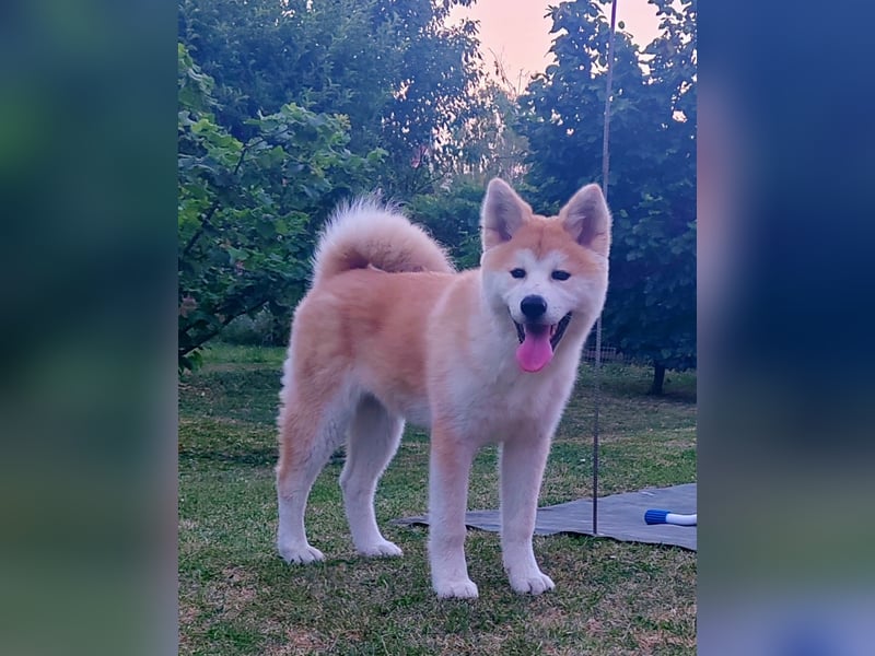Akita Inu