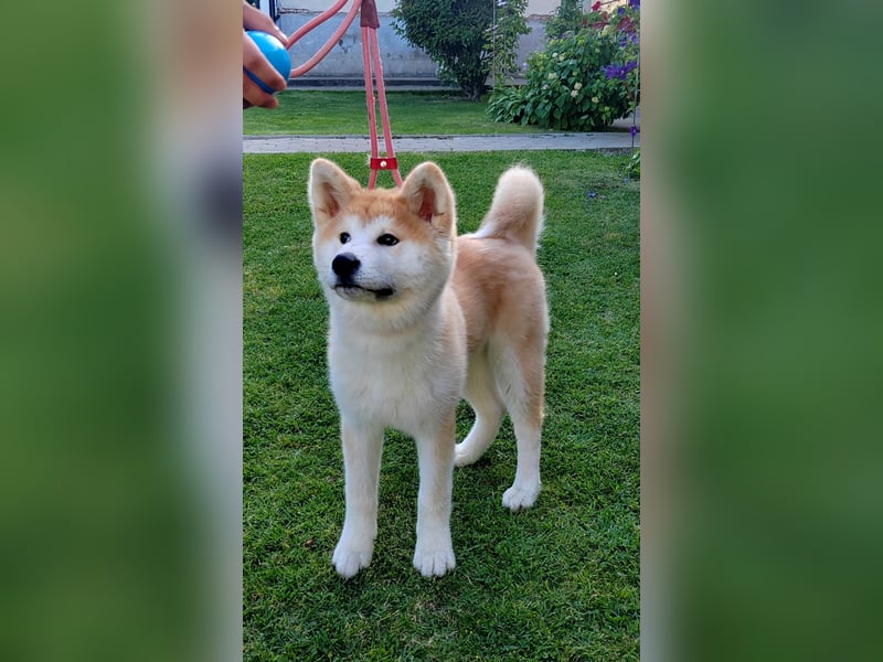 Akita Inu