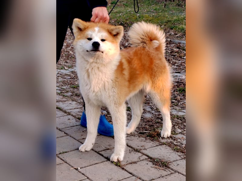 Akita Inu