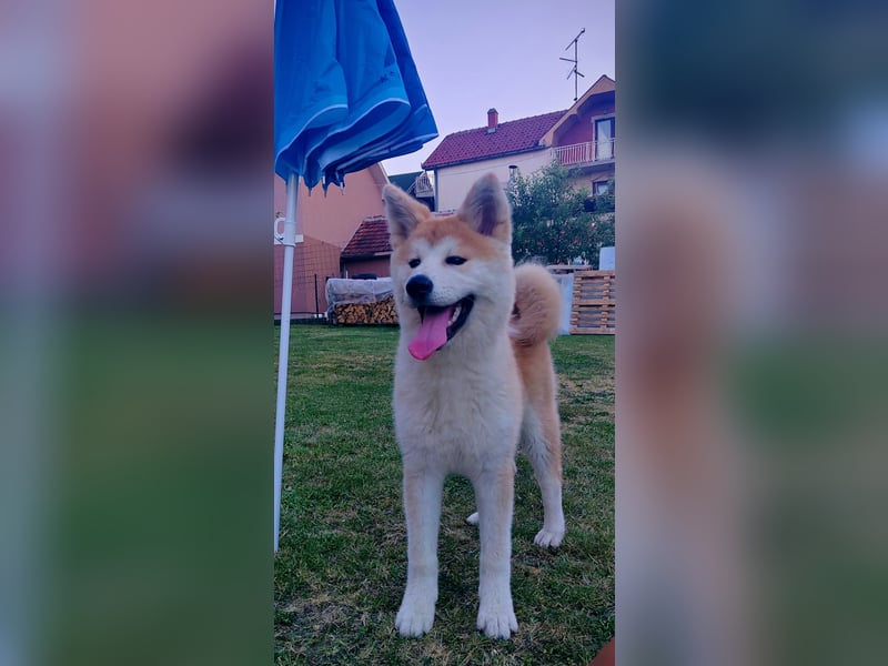 Akita Inu