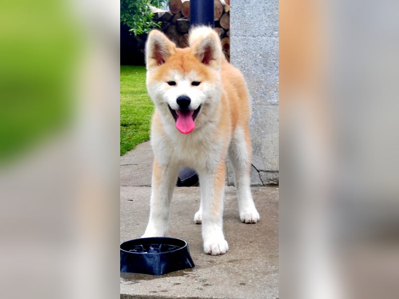 Akita Inu