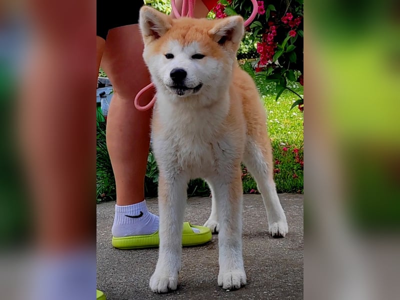 Akita Inu