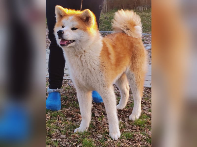 Akita Inu