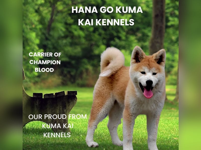 Akita Inu