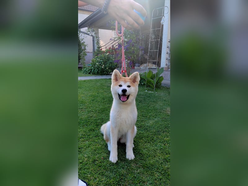 Akita Inu