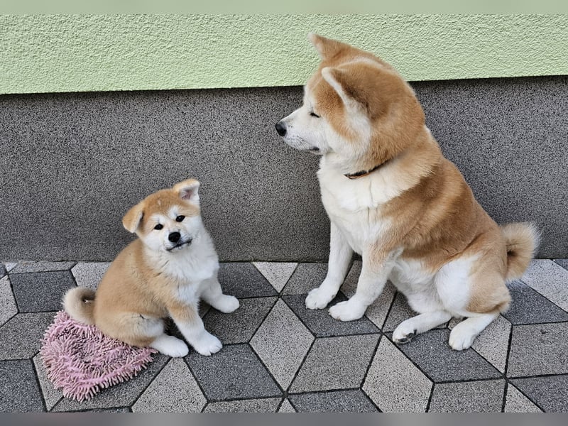 Akita Inu Welpen