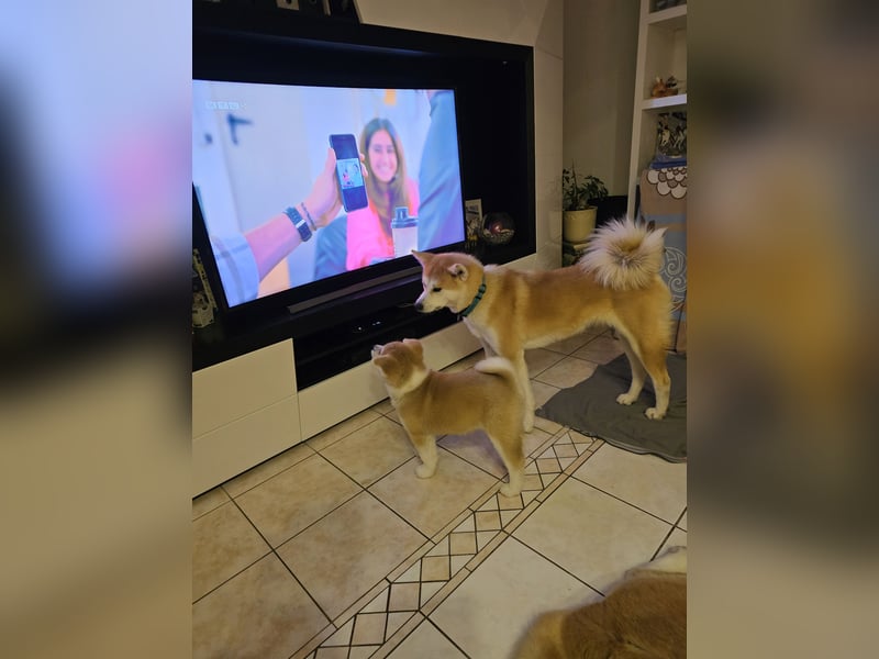 Akita Inu Welpen