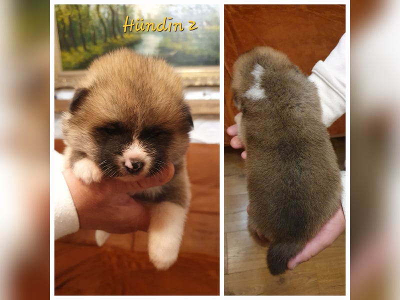 Wunderschöne Akita Inu Welpen