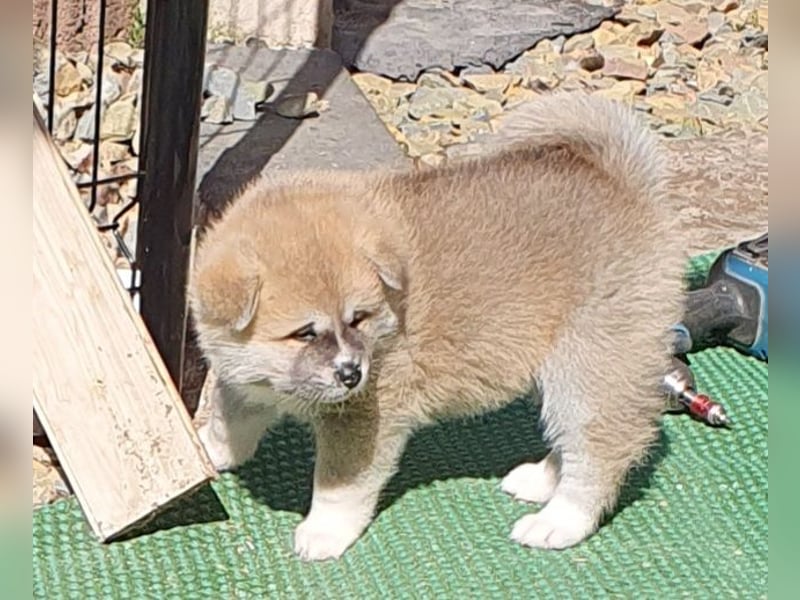 Wunderschöne Akita Inu Welpen