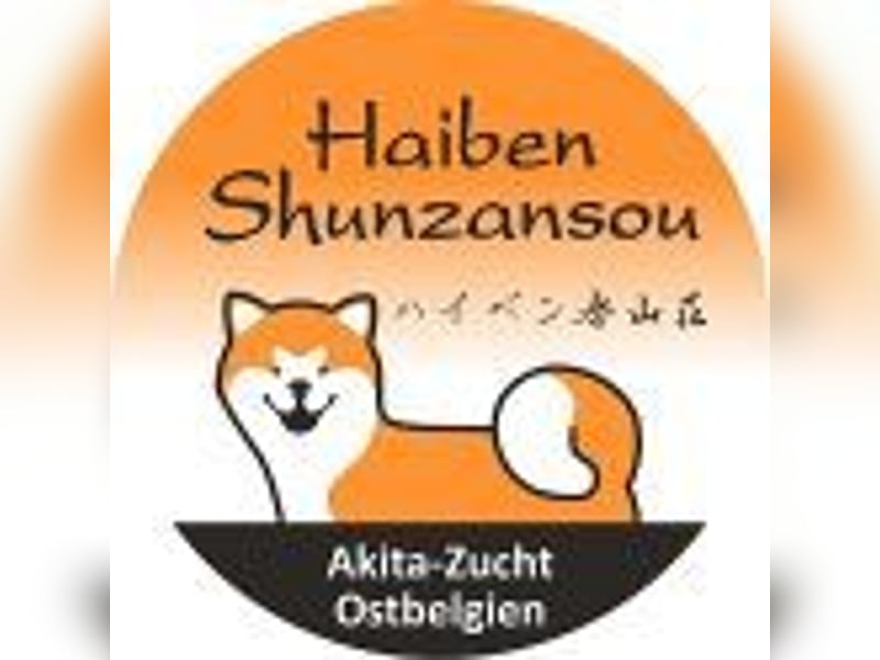 Wunderschöne Akita Inu Welpen