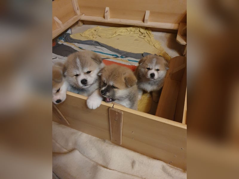 Wunderschöne Akita Inu Welpen