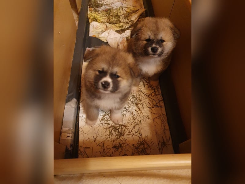 Wunderschöne Akita Inu Welpen