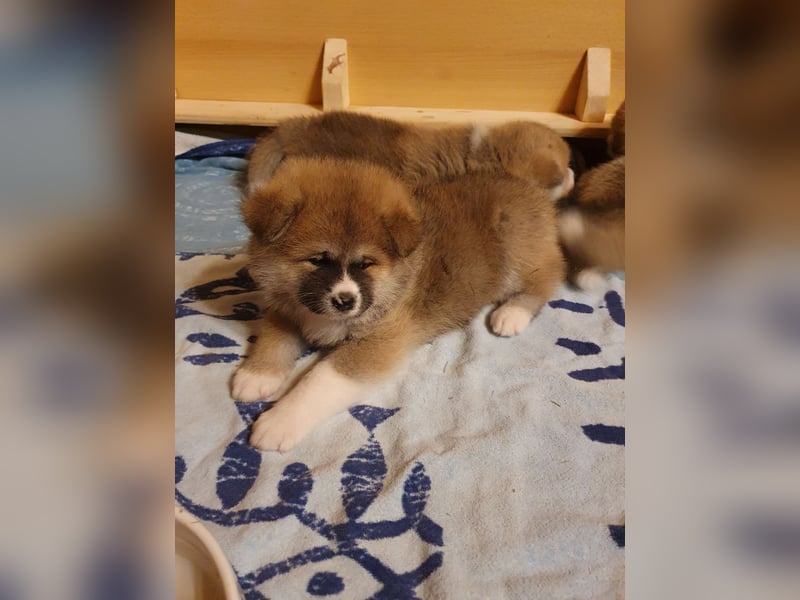 Wunderschöne Akita Inu Welpen