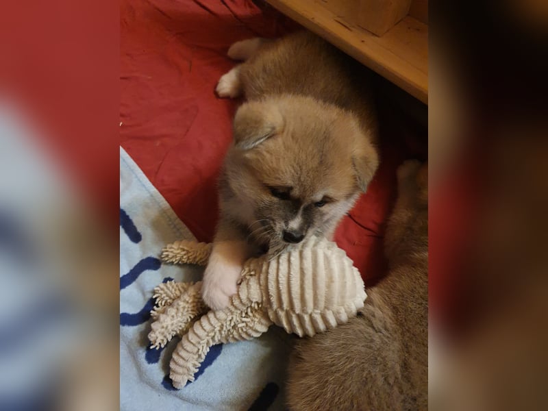 Wunderschöne Akita Inu Welpen