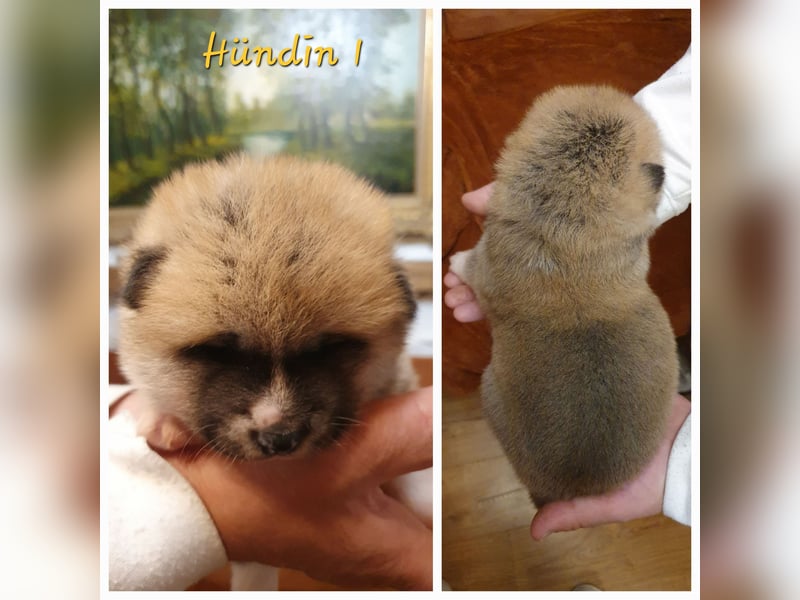 Wunderschöne Akita Inu Welpen
