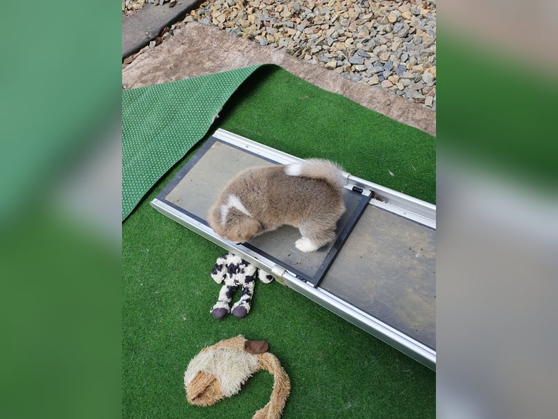 Wunderschöne Akita Inu Welpen