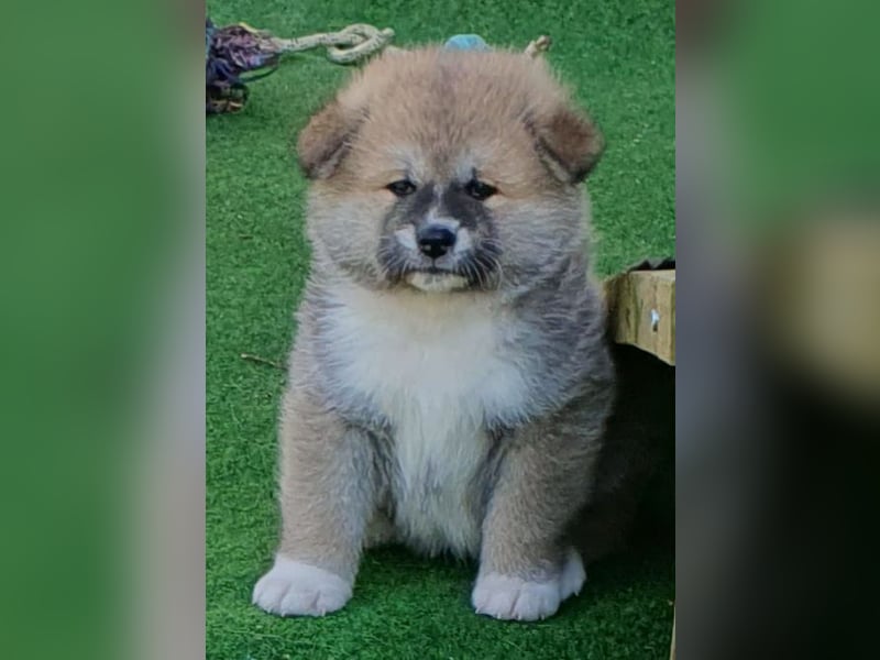 Wunderschöne Akita Inu Welpen
