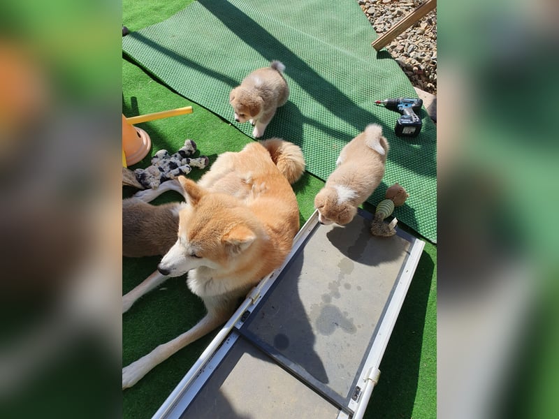 Wunderschöne Akita Inu Welpen