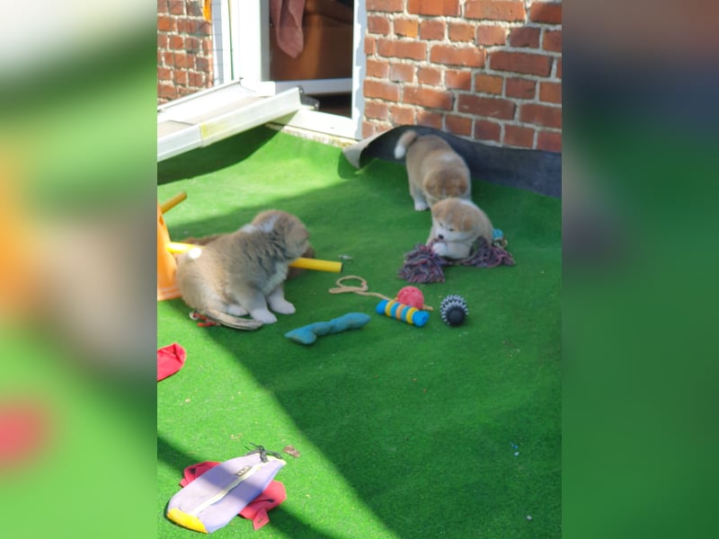 Wunderschöne Akita Inu Welpen